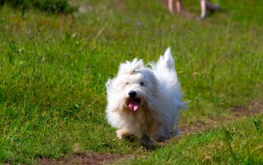 Coton de Tulear 'ın güzelliğine ve zarafetine hayran olun. Doğanın kucağında özgürce koşuyor.