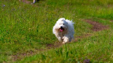 Coton de Tulear 'ın güzelliğine ve zarafetine hayran olun. Doğanın kucağında özgürce koşuyor.
