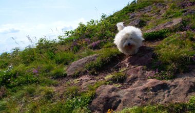 Coton de Tulear 'ın güzelliğine ve zarafetine hayran olun. Doğanın kucağında özgürce koşuyor.
