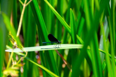 Büyüleyici bir görüntü canlı yeşil bir sazlığa tünemiş mavi bir kızböceği yakalıyor, doğanın renklerini ve narin yaratıklarını gözler önüne seriyor..
