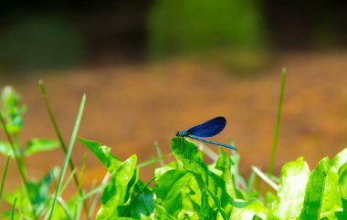 Büyüleyici bir görüntü canlı yeşil bir sazlığa tünemiş mavi bir kızböceği yakalıyor, doğanın renklerini ve narin yaratıklarını gözler önüne seriyor..