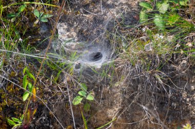 Örümceğin ağını içeren büyüleyici bir fotoğraf. Örümceğin yeraltı sığınağına açılan uçuruma benzeyen merkezi bir açıklıkla karmaşık bir şekilde örülmüş..