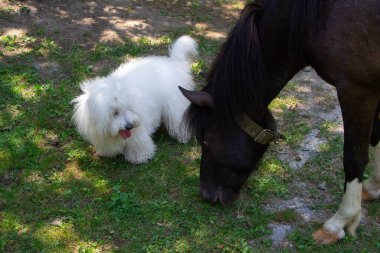 Meraklı bir Coton de Tulear ilk kez atlarla tanışmanın heyecanını yaşıyor, iç açıcı ve unutulmaz bir anı yakalıyor.