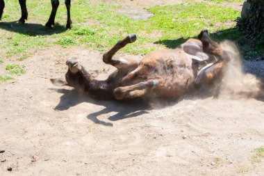 Neşeli bir eşek toz içinde yuvarlanıyor, doğal ortamında kaygısız bir anın tadını çıkarıyor. Bu keyifli sahne, kırsal kesimdeki hayatın basit zevklerini ve memnuniyetini yakalar.