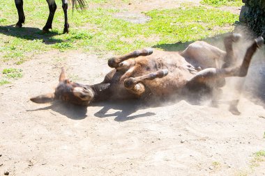 Neşeli bir eşek toz içinde yuvarlanıyor, doğal ortamında kaygısız bir anın tadını çıkarıyor. Bu keyifli sahne, kırsal kesimdeki hayatın basit zevklerini ve memnuniyetini yakalar.