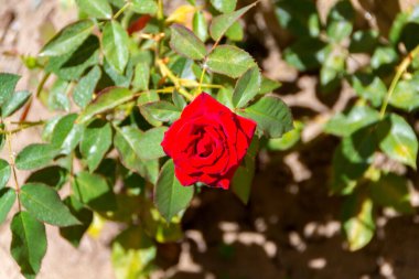 Güneşli bir bahçede yeşil yaprakların arasında açan canlı kırmızı gül güzelliği, aşkı ve doğayı sembolize ediyor..