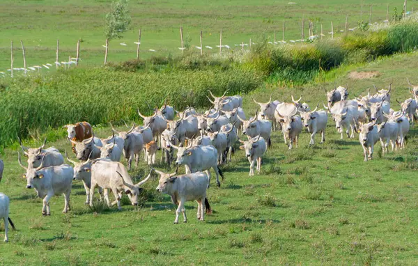 Uzun, eğri boynuzlu bir Macar gri sığır sürüsü yazın yeşil bir çayırda koşuyor. Orta Avrupa 'da geleneksel çiftlik hayvanları.
