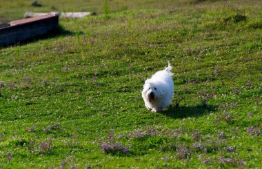 Tüylü beyaz bir Coton de Tulear açık mavi gökyüzünün altında çimenli bir tepede duruyor. Şirin küçük bir köpek doğanın tadını çıkarıyor..