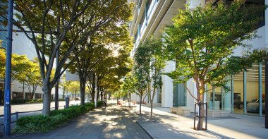  Güneşli bir günde, şehir caddesinde ağaçlar                              