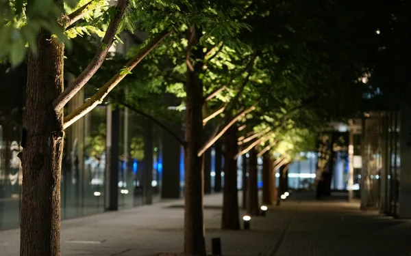 Night View Trees City Street — Stock Photo, Image