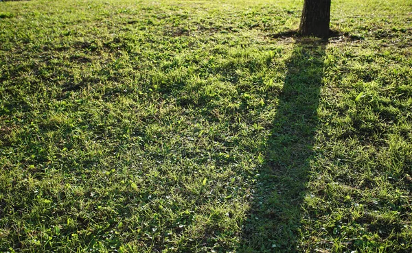 Batan güneşin aydınlattığı çimenli ve ağaçlı parkın akşam manzarası                           