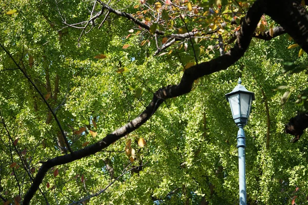 Park Green Leafy Trees Garden Lights — Stock Photo, Image