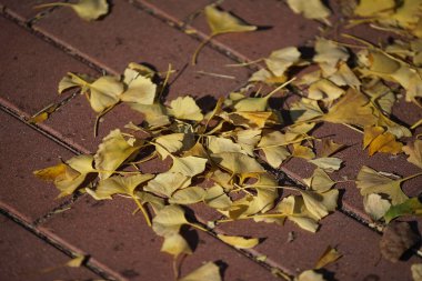 Fallen leaves of the stone pavement of the autumn day when it was fine                               