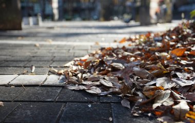 Fallen leaves on the sidewalks of city streets in the autumn season                               
