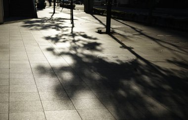 Güneşli bir günde şehir caddesinde sokak ağaçlarının gölgesi                          