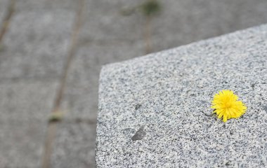 Açık hava parkındaki taş bankta küçük sarı çiçekler.                               