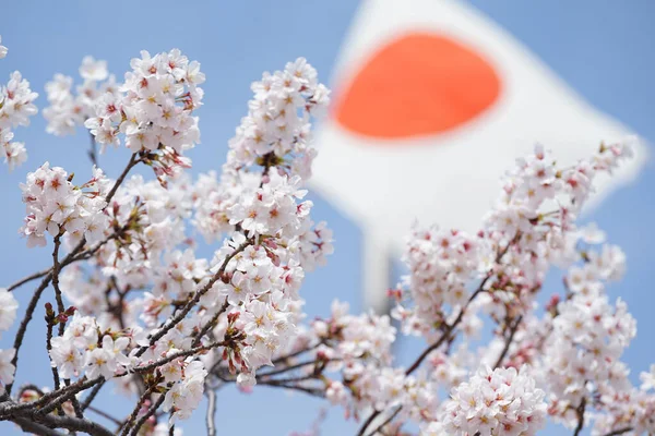 stock image Japan flag and cherry blossoms on a sunny blue sky day in spring                               