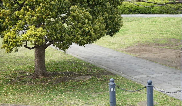 Lawn Squares Sidewalks Trees City Parks — Stock Photo, Image