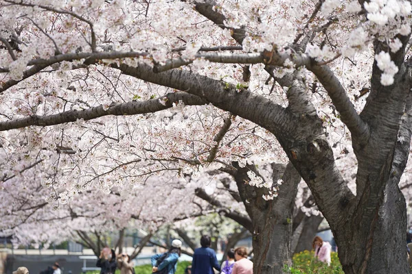 春の歩道脇の桜並木日本 — ストック写真