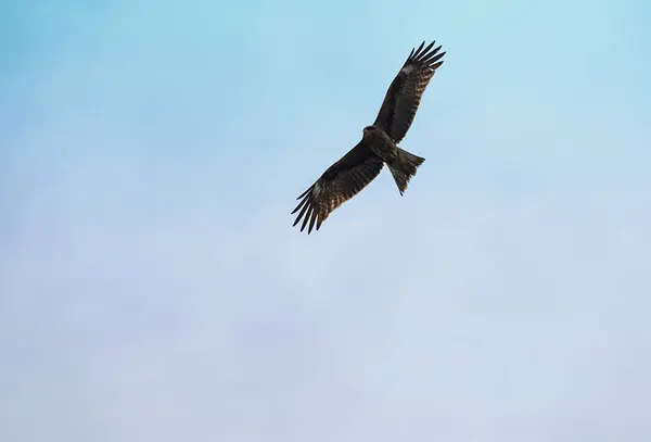 Pájaro Grande Volando Libremente Cielo Azul Claro — Foto de Stock