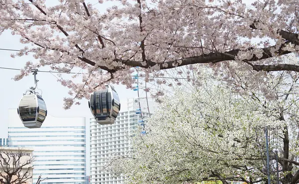 春の横浜市の桜とロープウェイ — ストック写真