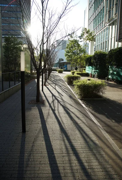 晴れた日の都会の通りの地面に街路樹の木陰 — ストック写真