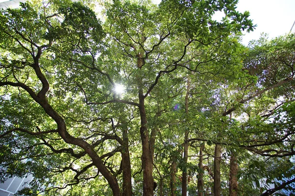 Árboles Bosque Brillando Luz Del Sol Día Soleado — Foto de Stock