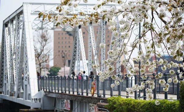 春の桜と川の橋 Japan — ストック写真