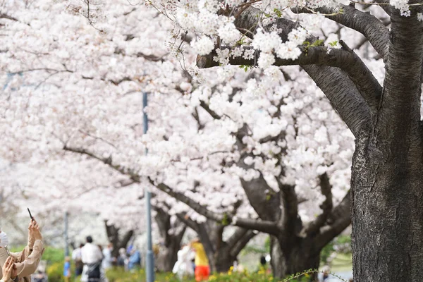 春になると日本の街中に桜が咲く — ストック写真