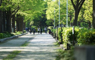 Güneşli bir günde yeşil ağaçlarla çevrili bir kaldırım.                               