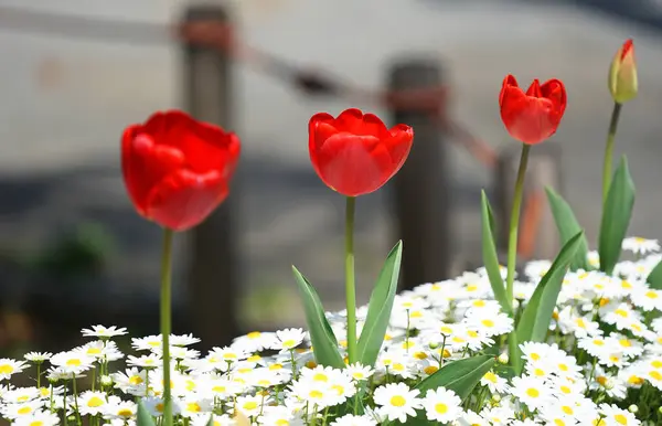 Czerwone Tulipany Białe Kwiaty Kwiatowym Łóżku Słoneczny Dzień — Zdjęcie stockowe