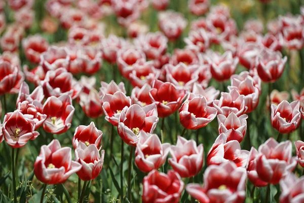Kolorowe Tulipany Kwiatowym Łóżku Słoneczny Dzień — Zdjęcie stockowe