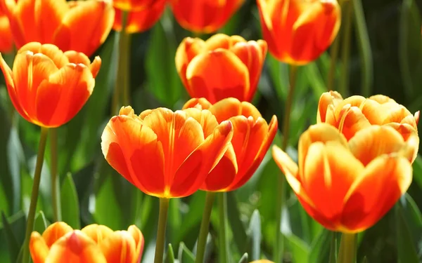 Tulipany Ogrodzie Kwiatowym Słoneczny Dzień — Zdjęcie stockowe