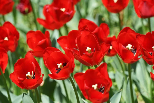 Wiele Czerwonych Kwiatów Tulipanów Ogrodzie Kwiatowym Słoneczny Dzień — Zdjęcie stockowe