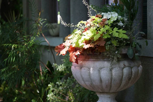 在阳光灿烂的日子里 装饰花园的室内植物叶子 — 图库照片