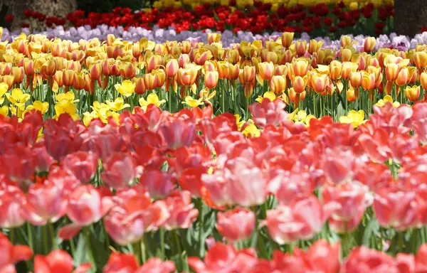 Kwiat Ogrodu Wielobarwnych Tulipanów Słoneczny Dzień — Zdjęcie stockowe