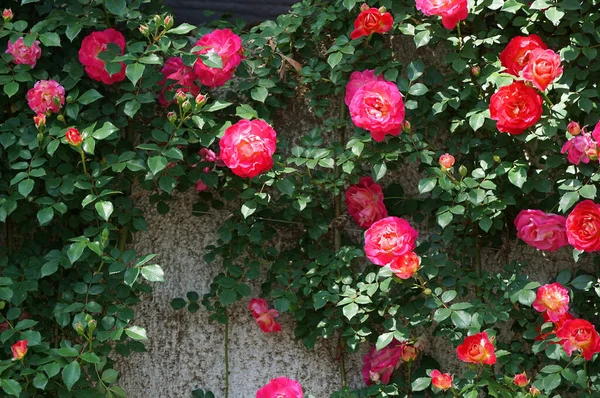 Muitas Flores Vermelhas Rastejando Parede Dia Ensolarado — Fotografia de Stock