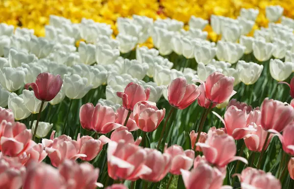 Kolorowe Kwiaty Pola Tulipan Słoneczny Dzień — Zdjęcie stockowe