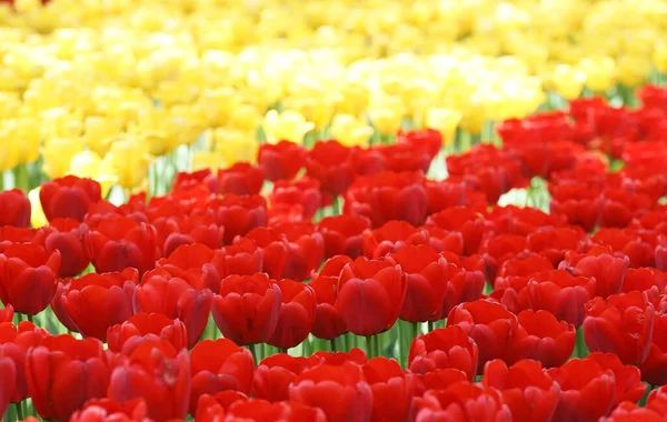Czerwone Żółte Kwiaty Tulipana Kwitnące Ogrodzie Kwiatowym Słoneczny Wiosenny Dzień — Zdjęcie stockowe