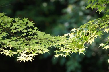 Güneşli bir günde parkta yeşil yapraklar.                               