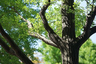 Güneşli bir günde güneşli bir parkta, ağaçların yeşil yaprakları                               