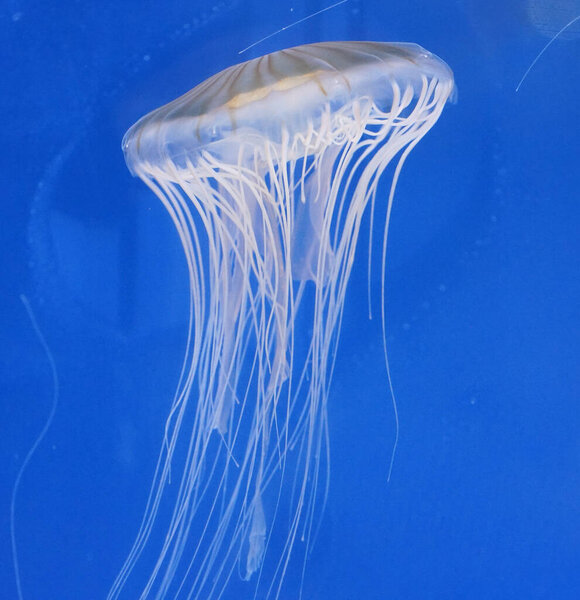 A jellyfish with many tentacles floating in the blue sea                               