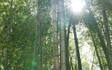 Dağlardaki birçok bambu ormanı güneş ışığıyla aydınlatılır.                               