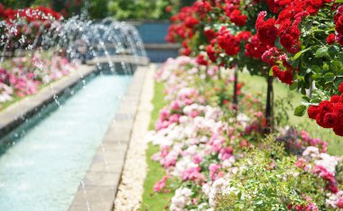 Güneşli parkta bir sürü çiçekli havuz çeşmesi                               