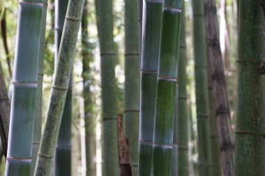 Dağlardaki birçok bambu ormanı güneş ışığıyla aydınlatılır.                               