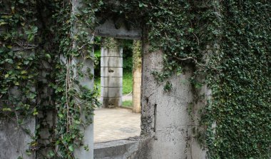 Sarmaşık yaprakları terk edilmiş bir binanın beton duvarında büyüyor.                               