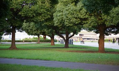 Park meydanında yeşil çimenler ve ağaçların manzarası                               