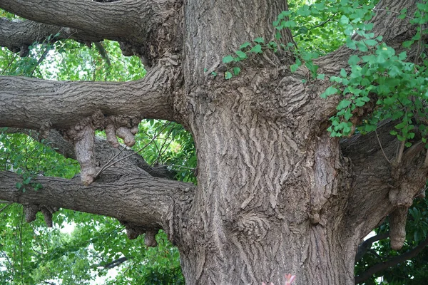 Parktaki büyük bir ağacın gövdesi ve dalları ve yeşil yapraklar.                               