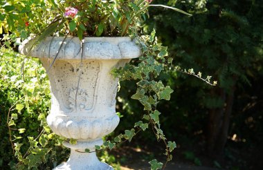 Güneşli bir günde bahçede süslenmiş bir tencerede yeşil yaprak bitkisi.                               