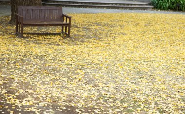 Sarı ginkgo biloba yaprakları sonbahar mevsiminde bankları olan bir park meydanında yere düşüyor.                              